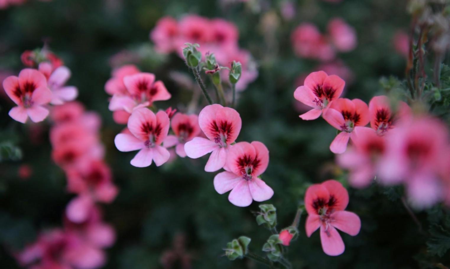Espace de travail équipé pour la formation en art floral