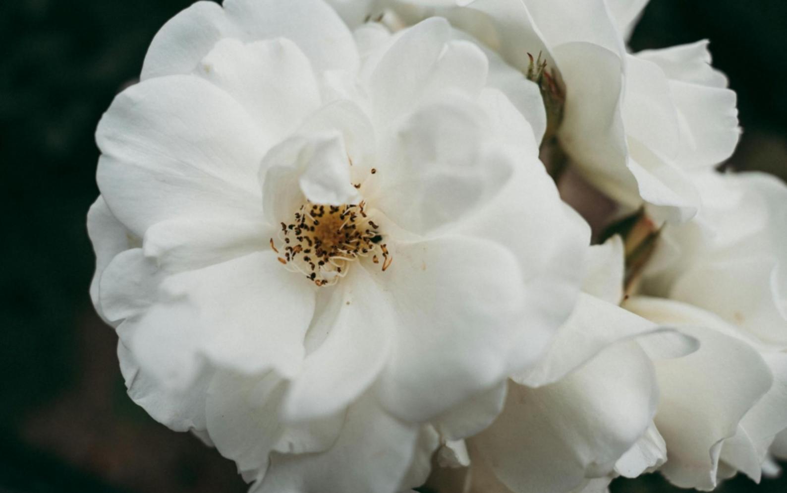 Outils floraux professionnels disposés sur un plan de travail